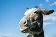 Donkey-720x480.jpg