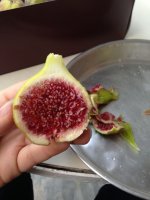 fig.jpg