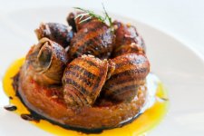 snails.jpg