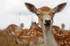 deer-dama-dama-768x510.jpg