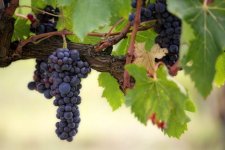 grapes.jpg