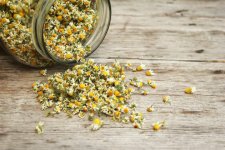 chamomile.jpg