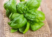 Basil-720x515.jpeg