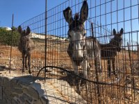 greek-donkey1-720x540 (1).jpeg