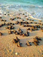Turtles.jpg